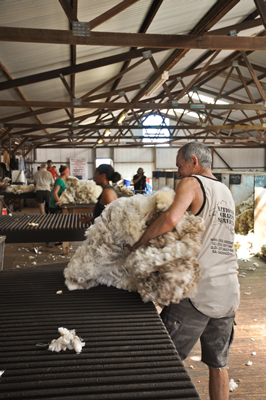Cooinbil Shearing 039128  © Claire Parks Photography